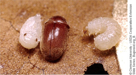 pupa, adult and larva of Lasioderma serricorne